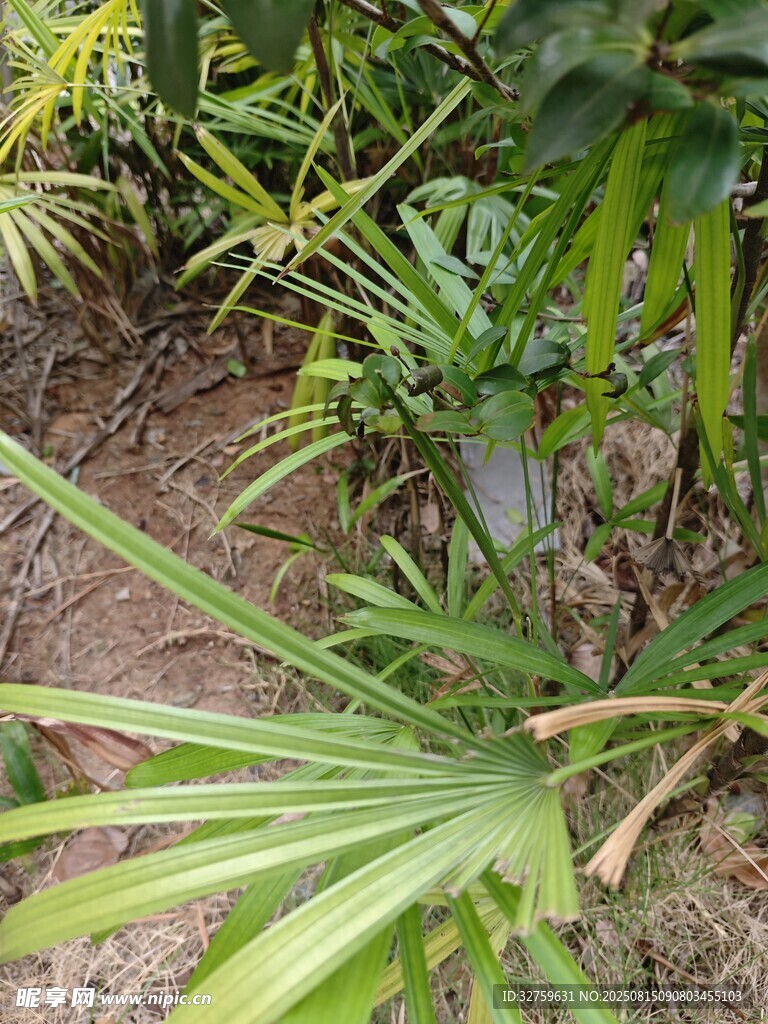庭院中的翠綠棕櫚植物
