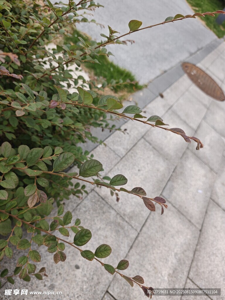 石階旁的翠綠植物