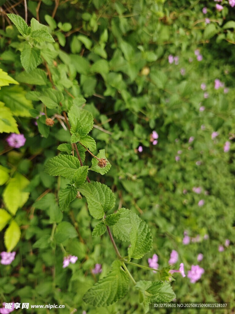 綠葉叢中的粉色小花