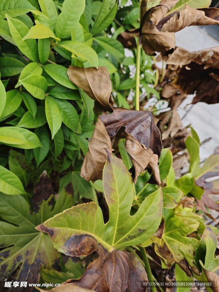 多彩植物景觀