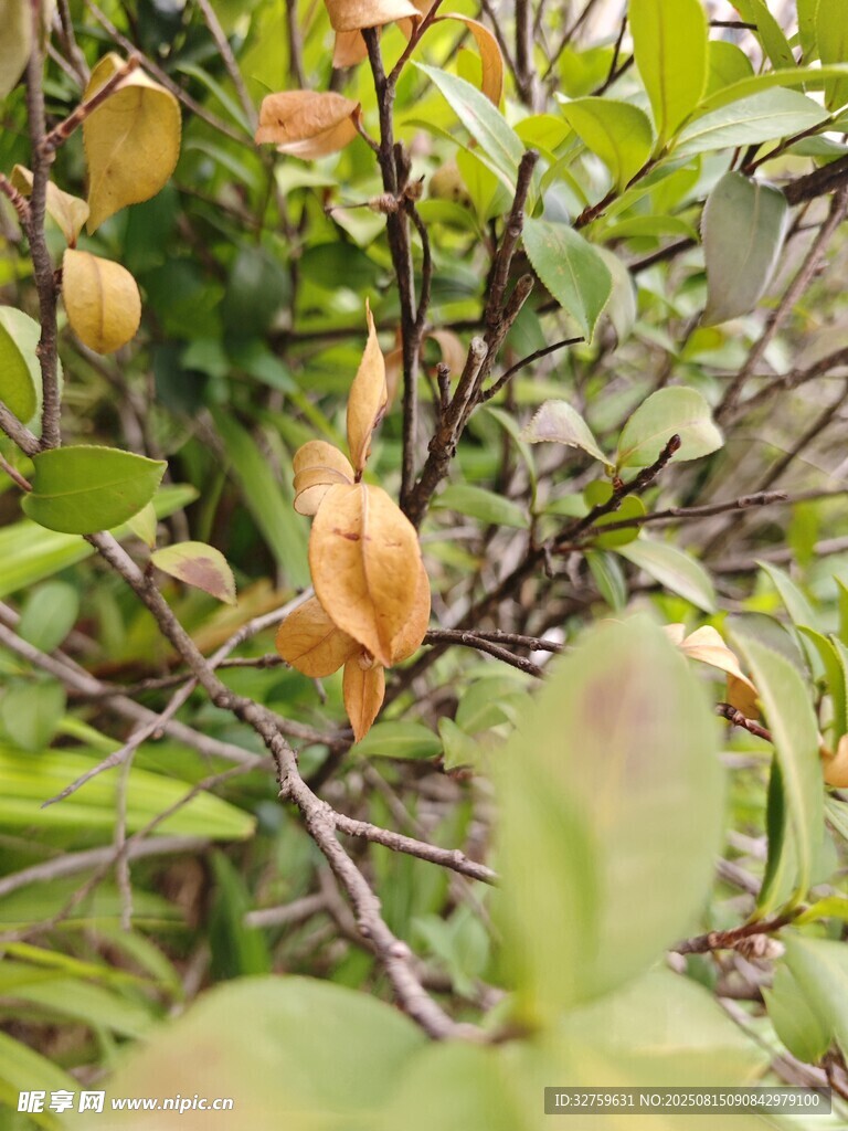 枝頭掛著的橙黃果實(shí)