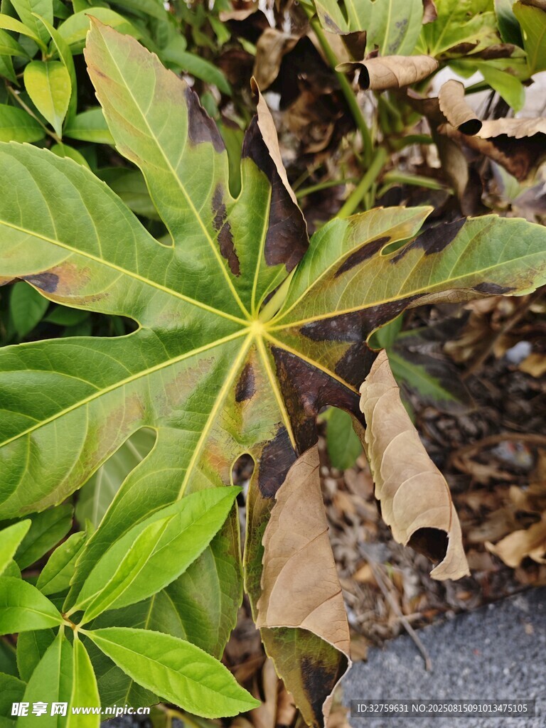 綠葉與枯葉交織的植物