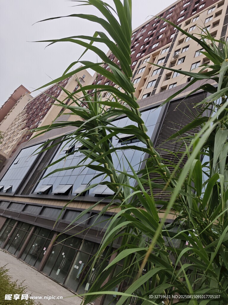 綠植掩映下的現(xiàn)代建筑
