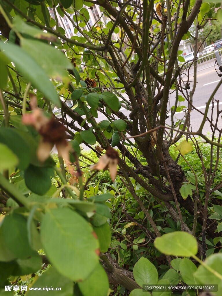 繁茂綠植中的自然景致