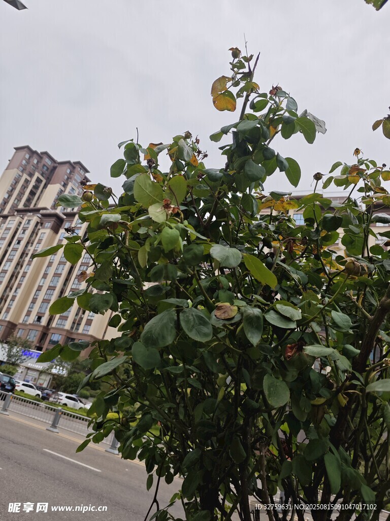 路邊綠植與遠處建筑景觀