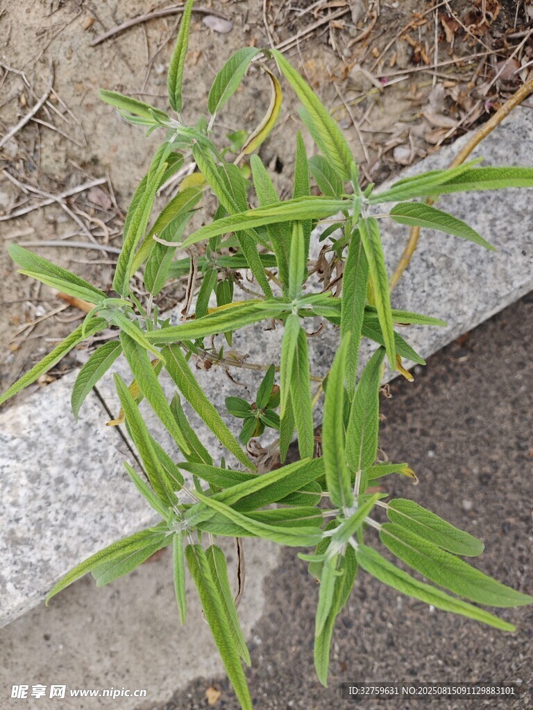 路邊生長的綠色植物