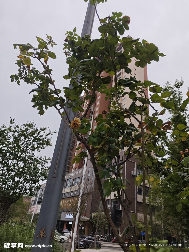街邊綠樹與建筑相映