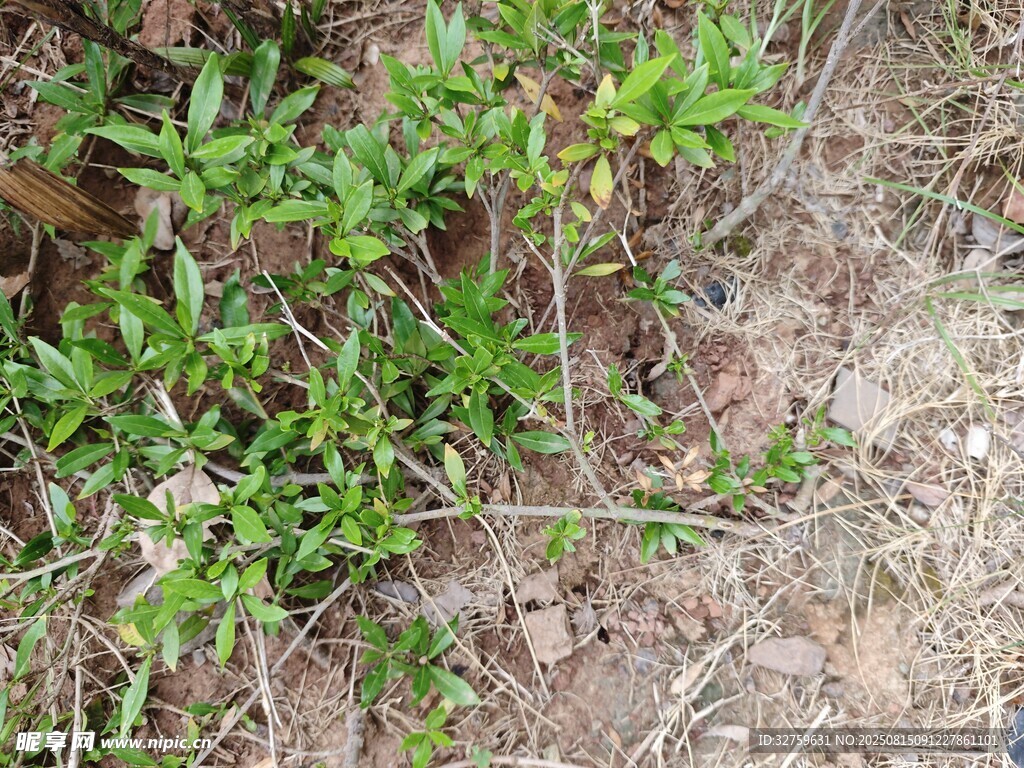 地面生長的綠色小植物