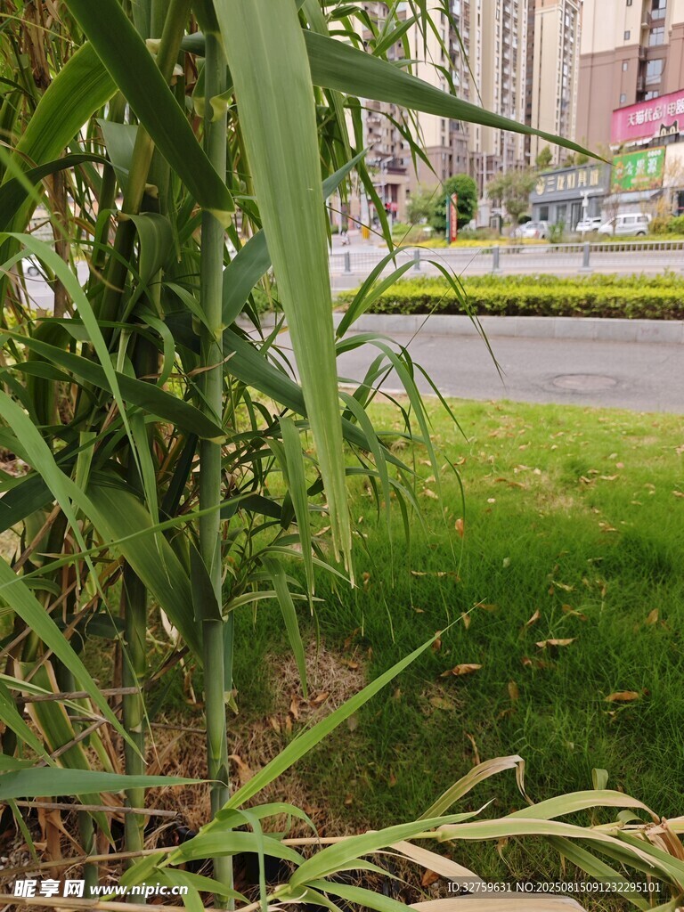 路邊翠綠植物景觀