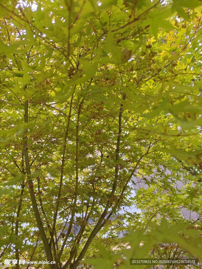陽光下繁茂的綠色樹木