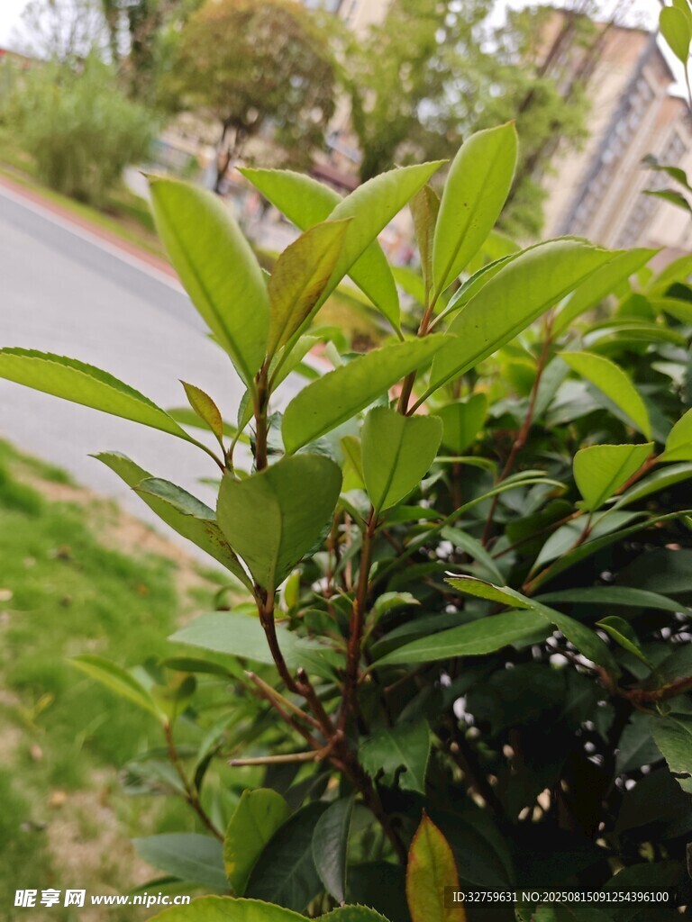 綠葉灌木近景