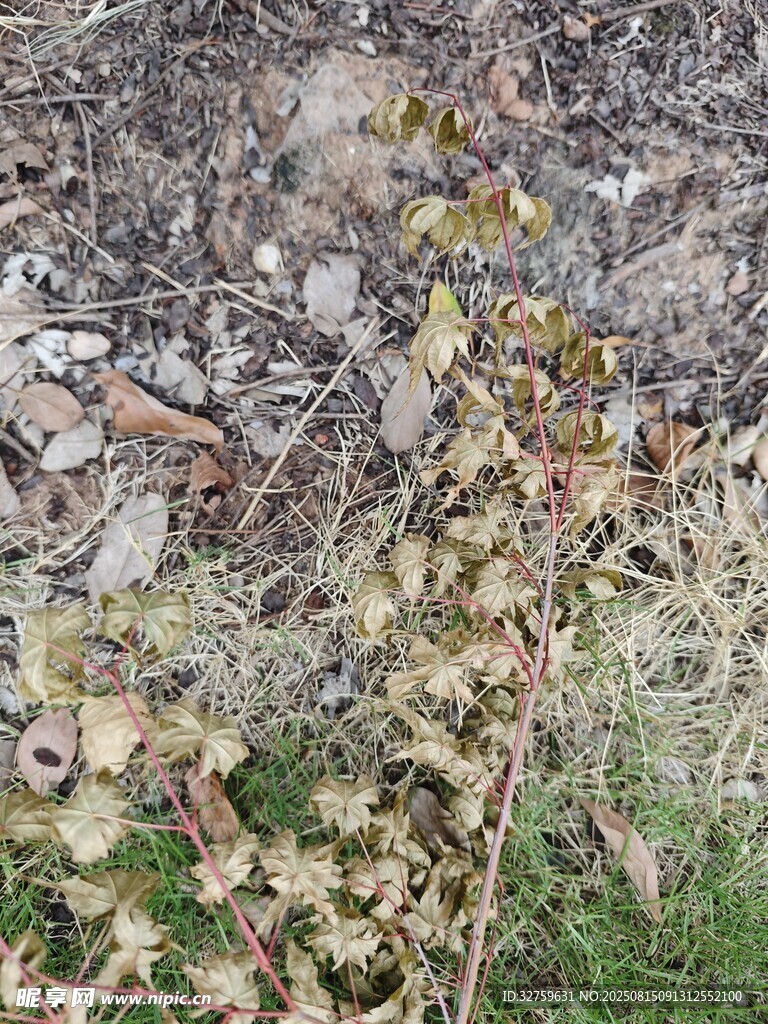 地面上的枯葉與碎石