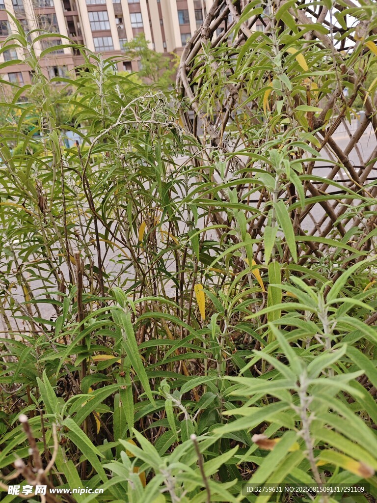 庭院綠植景觀一角