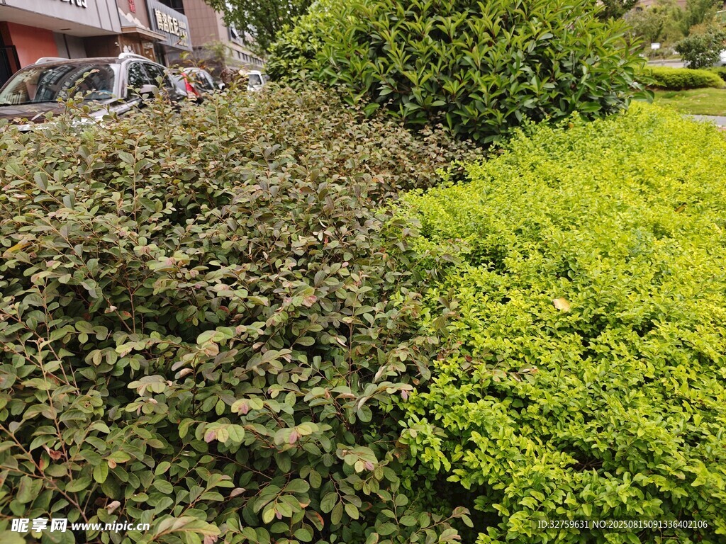 多彩綠植景觀