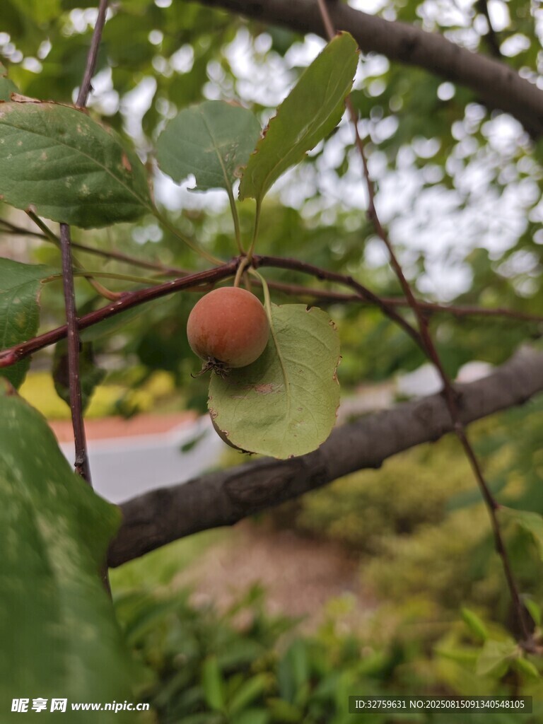 枝頭掛果的綠色植物