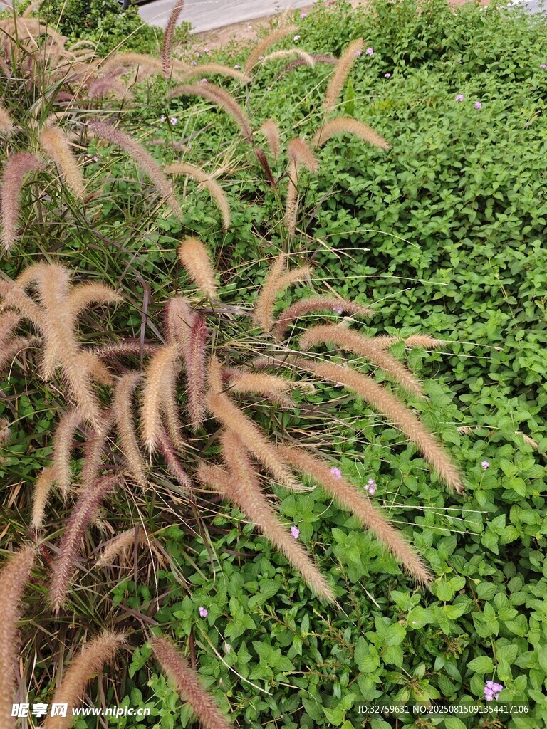 枯黃與翠綠交織的植物景觀