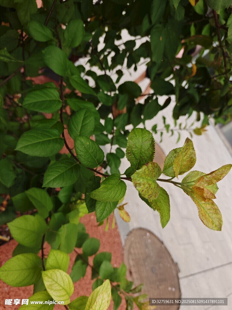 綠葉繁茂的植物一角