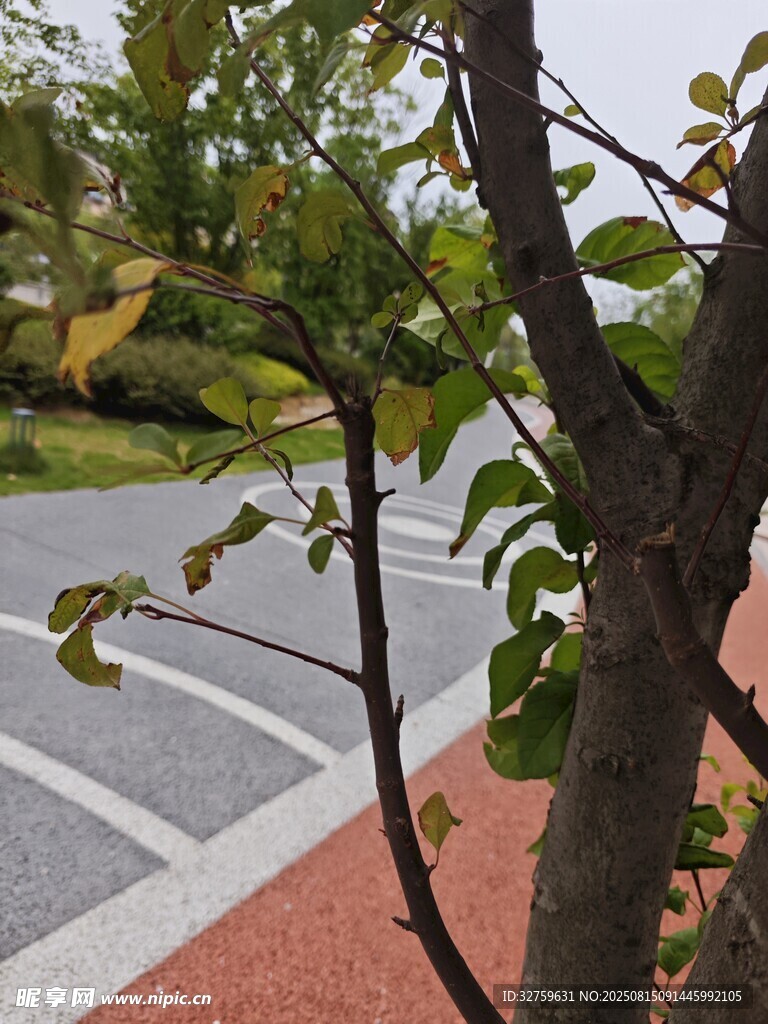 路邊枝葉與道路景致
