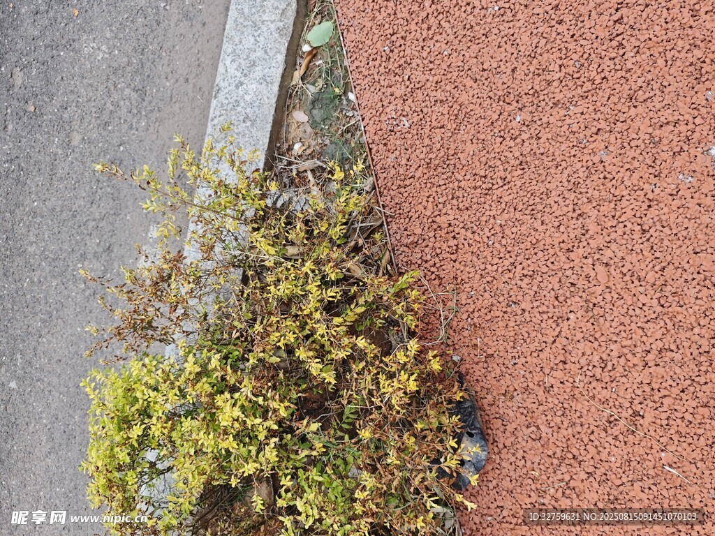 路邊夾縫生長的綠色植物