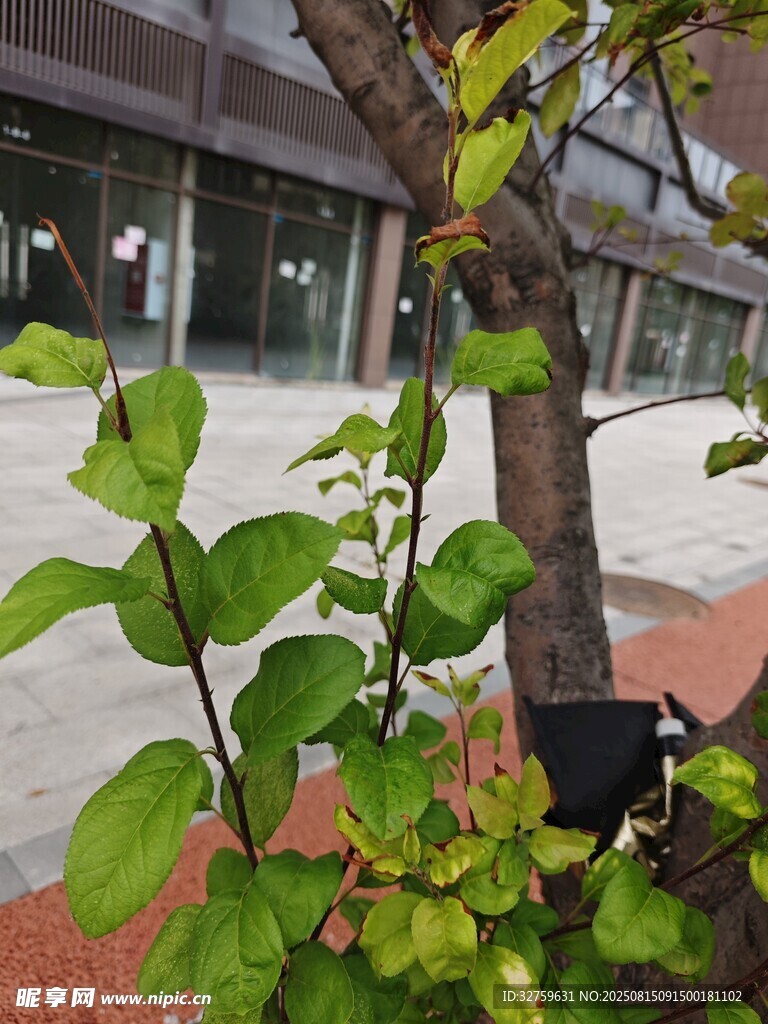 戶外綠植與現(xiàn)代建筑景觀