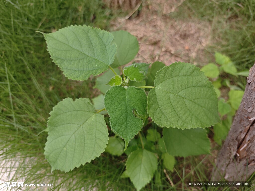 嫩綠葉片生長于草地間