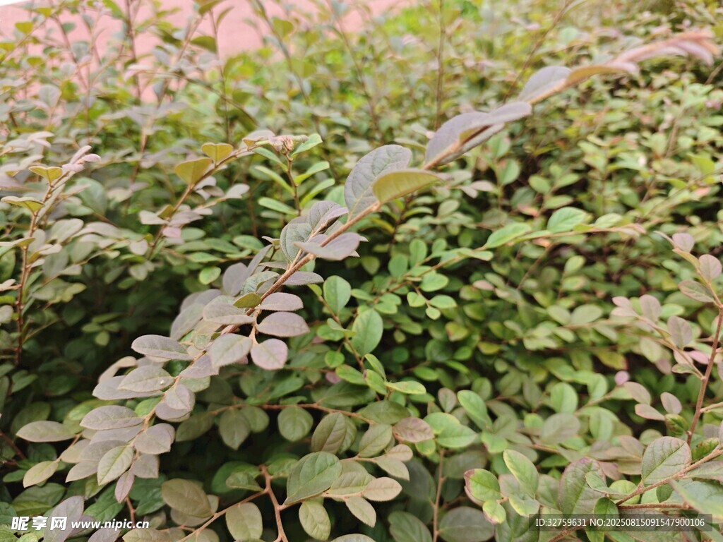 翠綠繁茂的植物枝葉