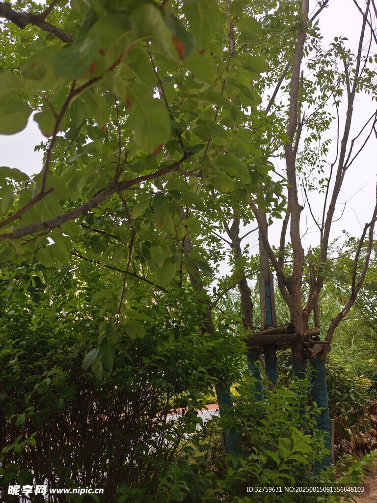 繁茂綠樹成蔭的自然景象