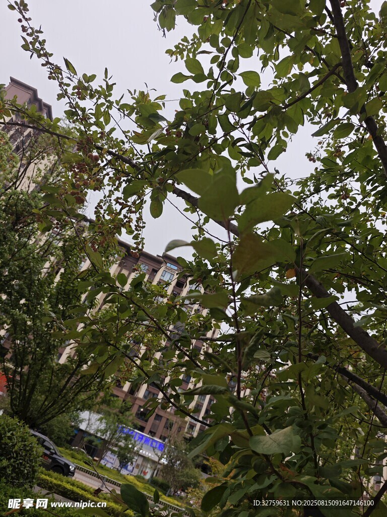綠葉繁茂的戶外景象