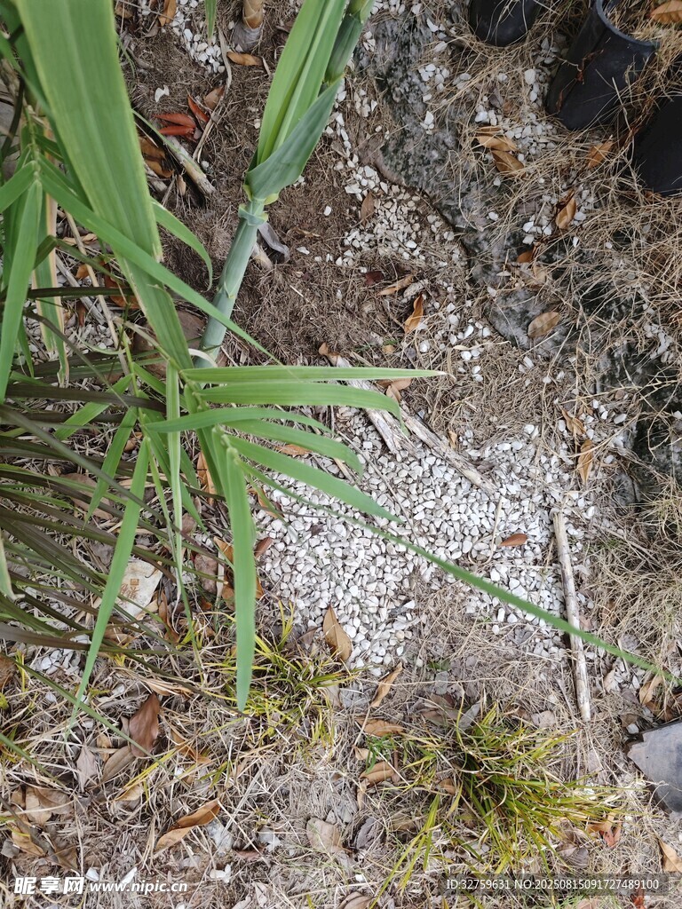 地面草叢中的神秘白色物質(zhì)