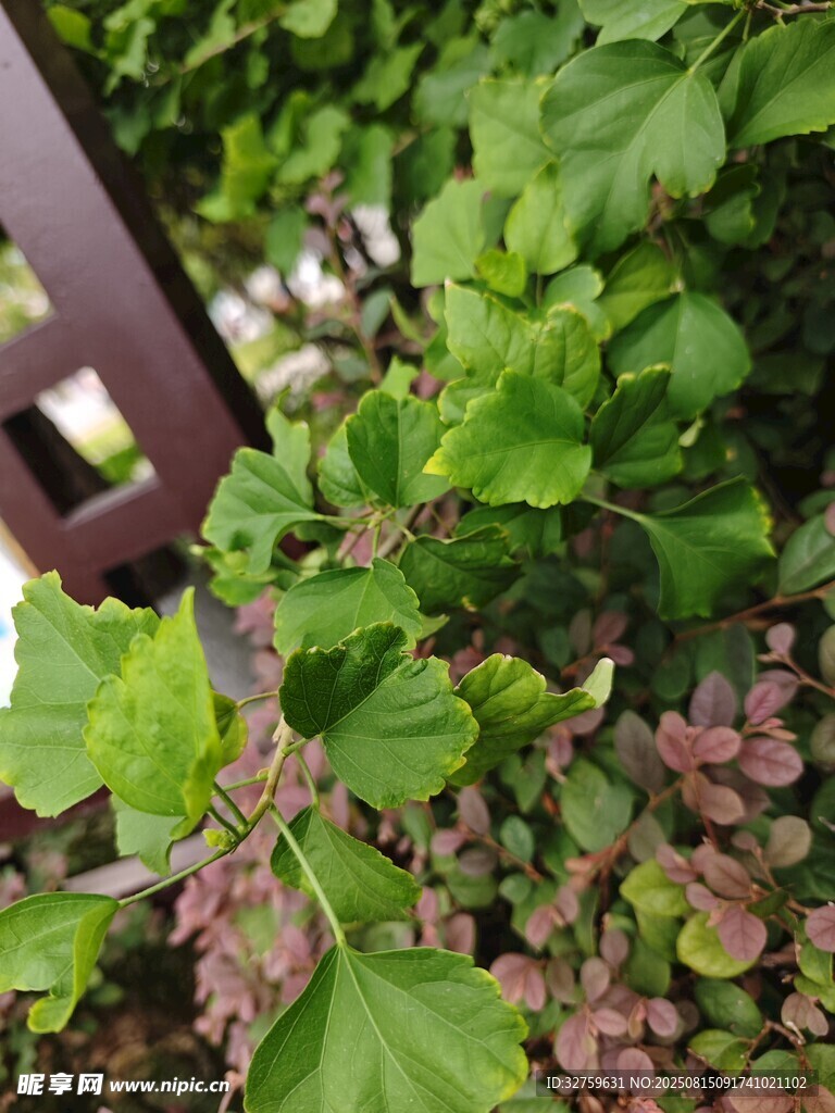 綠葉間的生機(jī)