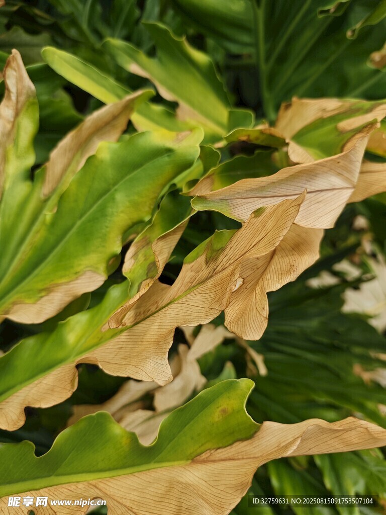 葉片枯黃現(xiàn)象