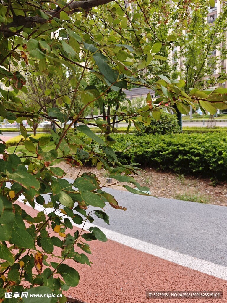 公園中的綠植與步道