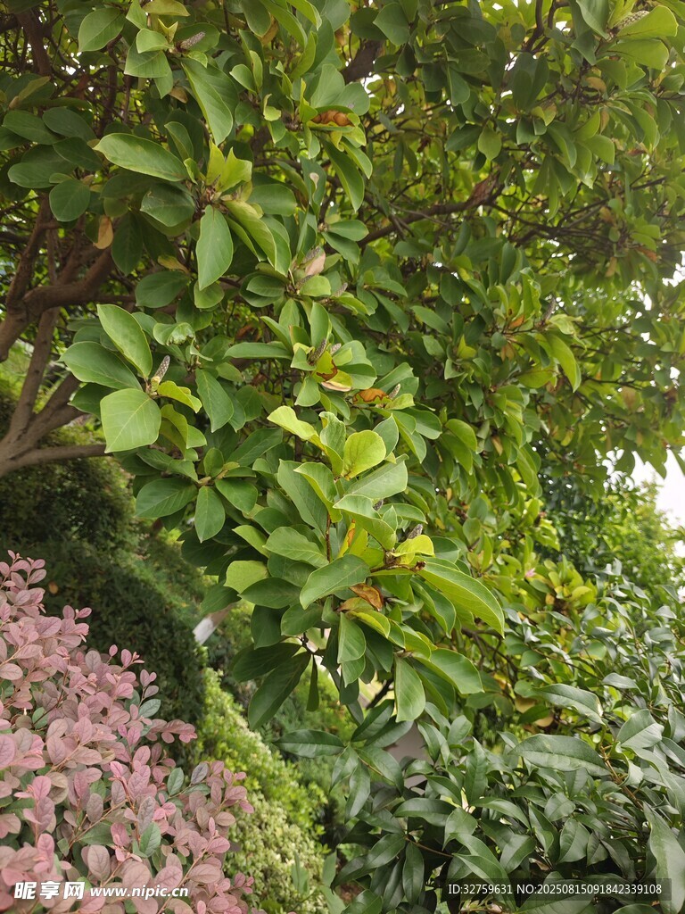 繁茂綠植與粉色花卉景觀