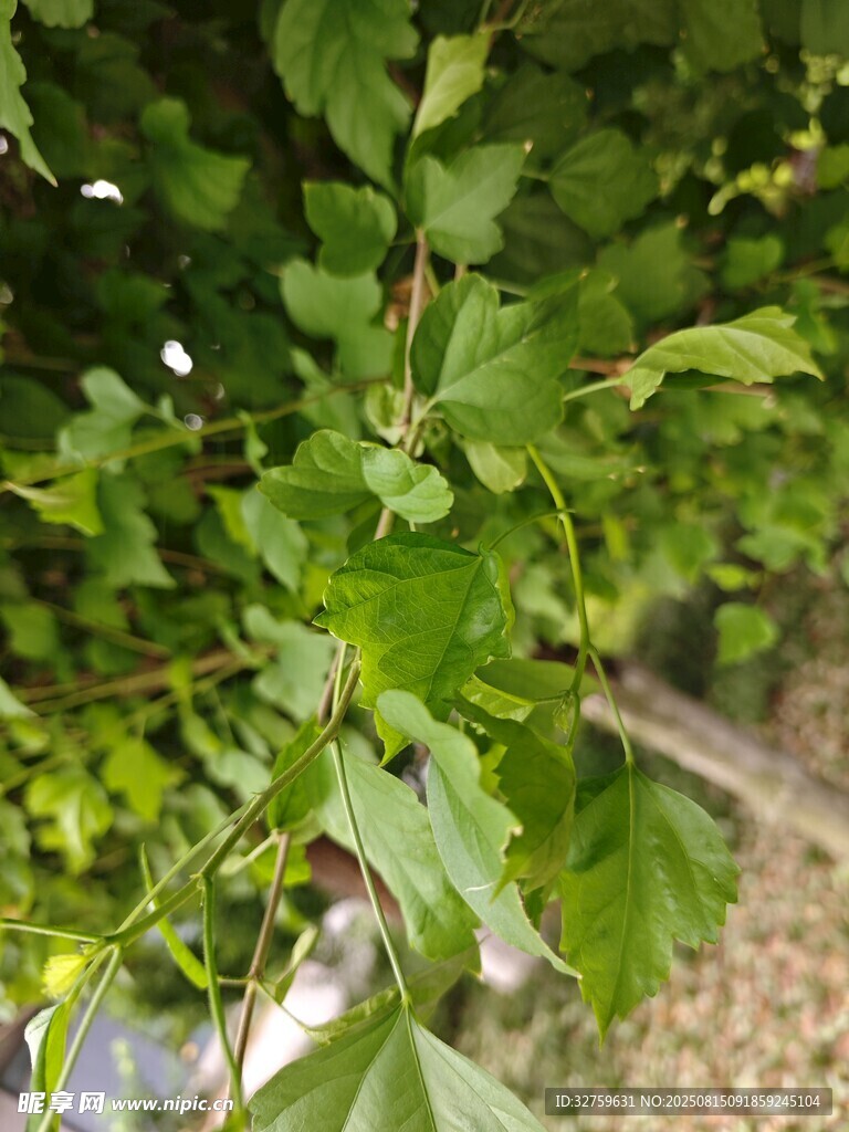 翠綠枝葉展現(xiàn)自然生機(jī)