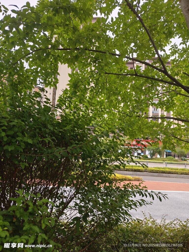 透過枝葉看道路風(fēng)景