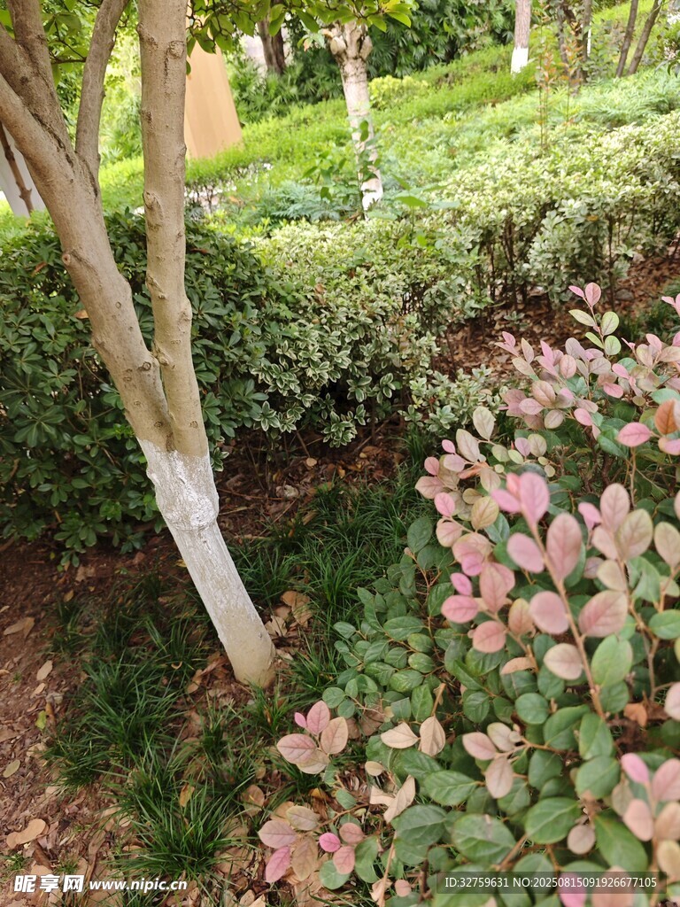 花園中的多彩植物景觀
