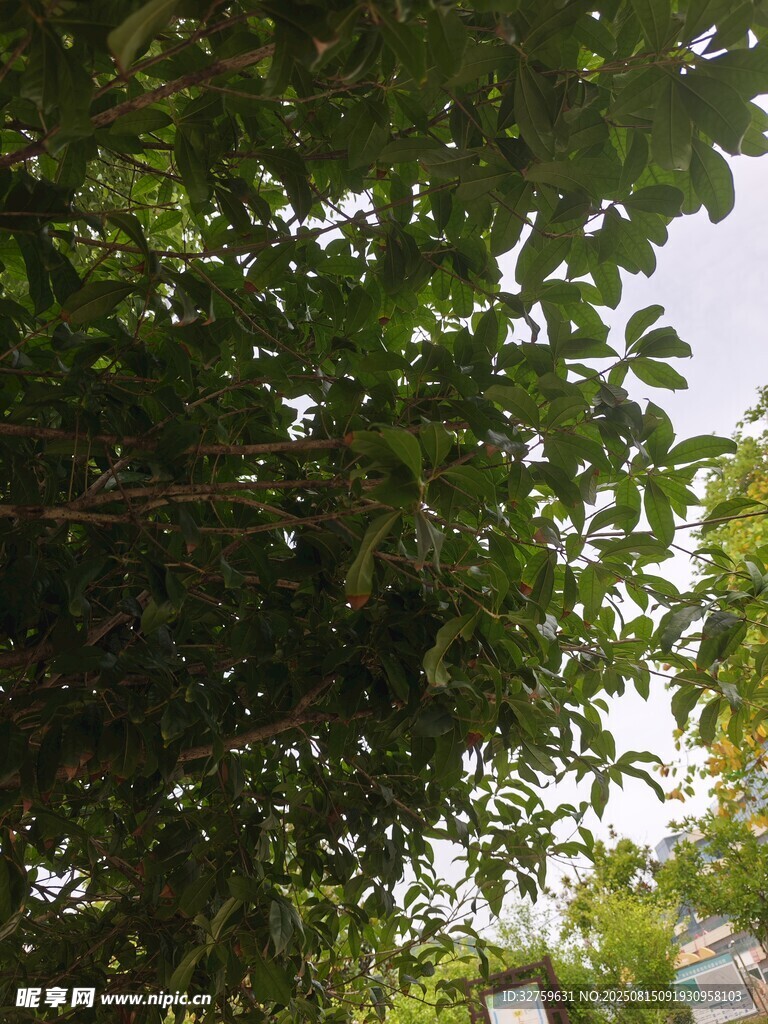 繁茂綠葉間的自然景致