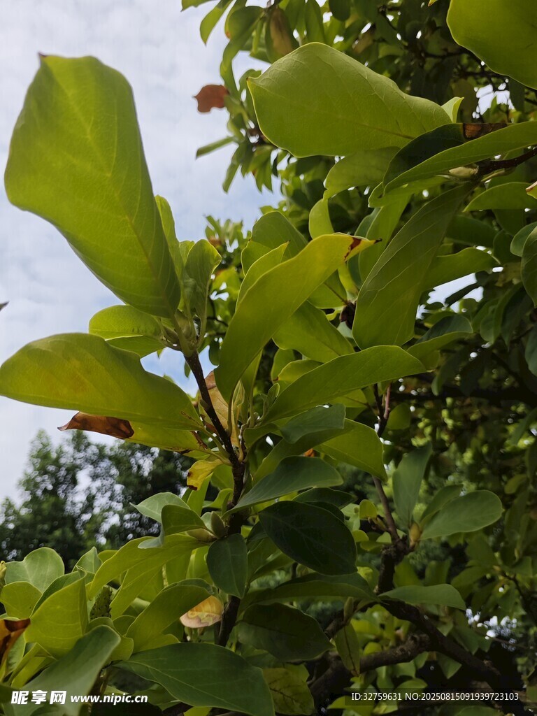 綠葉繁茂的樹(shù)枝特寫(xiě)