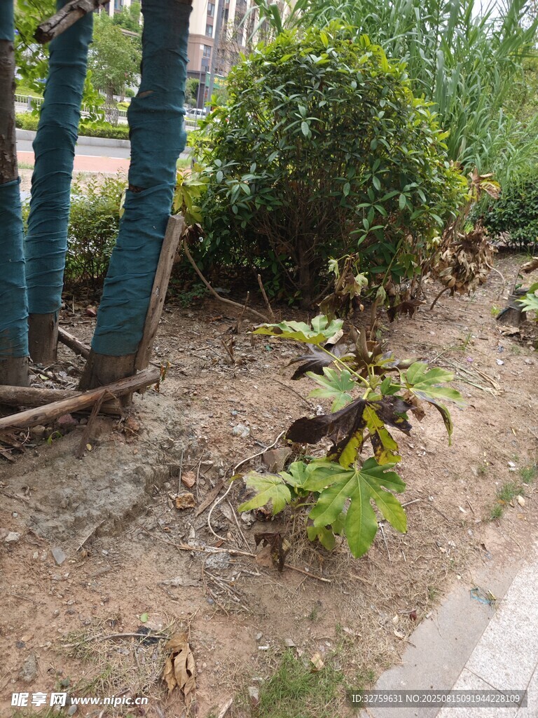 路邊綠植景觀