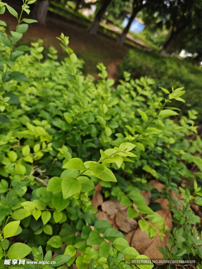 翠綠繁茂的綠植景觀