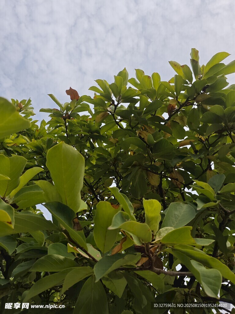 綠葉繁茂的植物