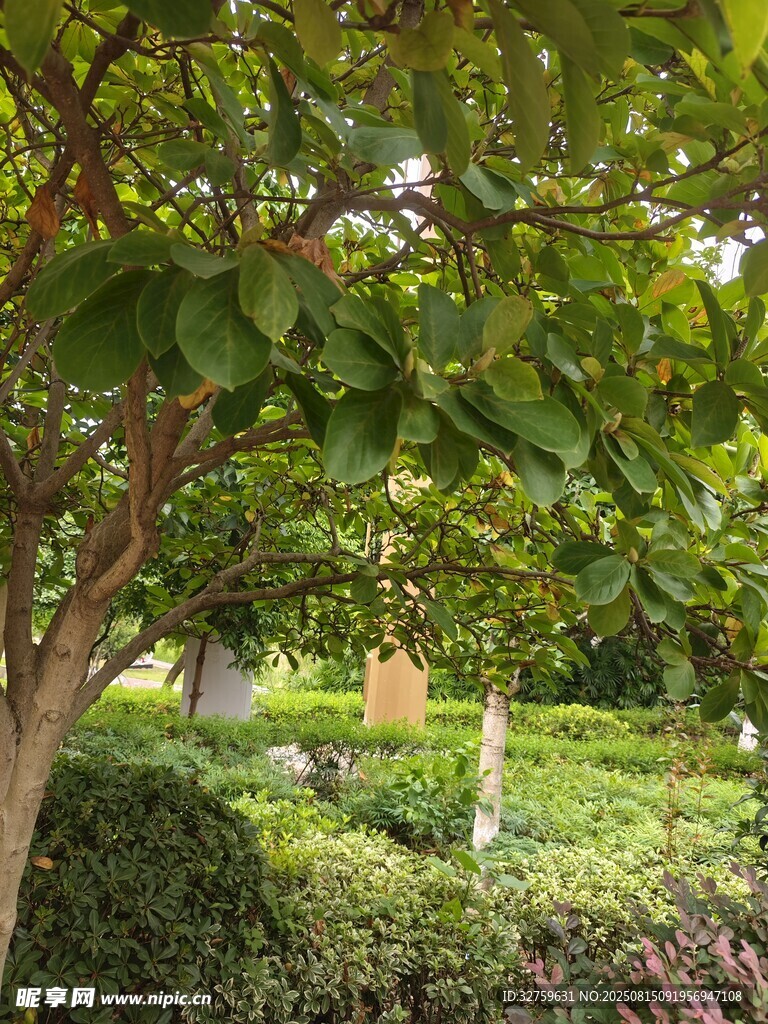 綠蔭下的靜謐花園角落