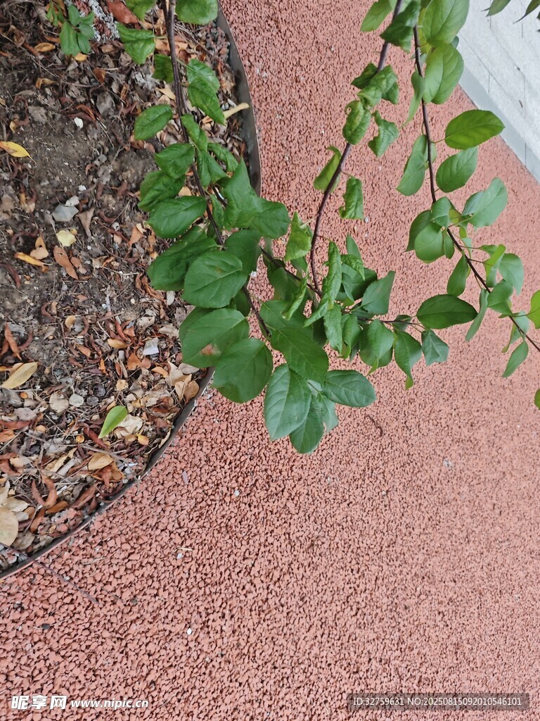 紅地綠植景觀一角