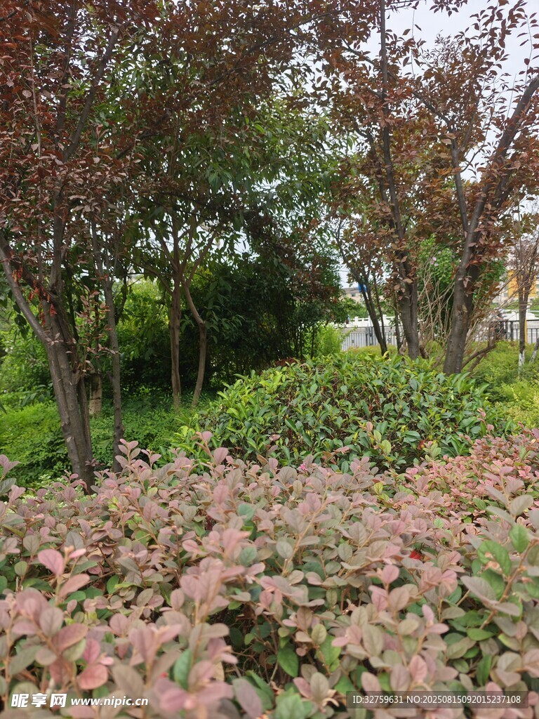 秋日園林植物景觀