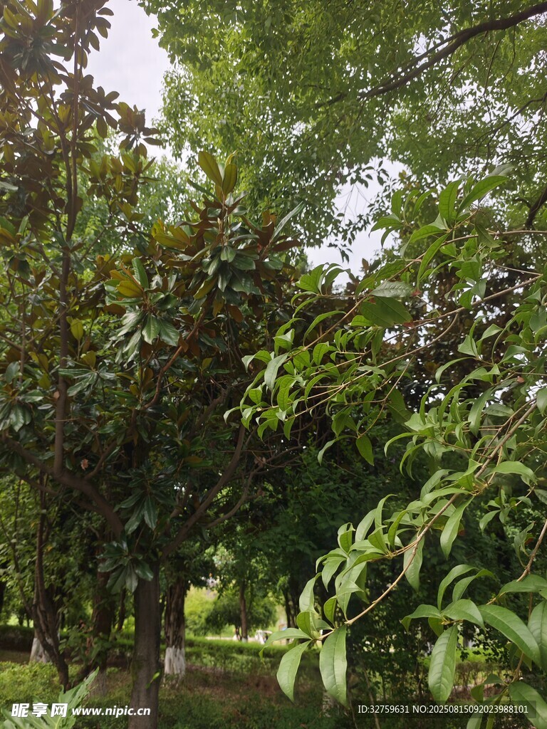 林間綠意盎然的自然景致