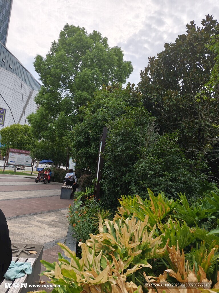 城市街道旁的綠植景觀