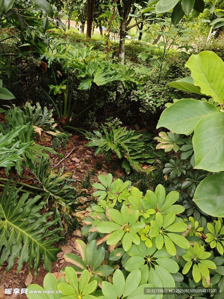 繁茂綠植的自然景致