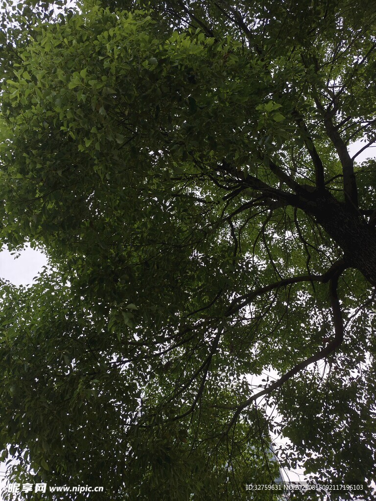 仰視蔥郁樹冠