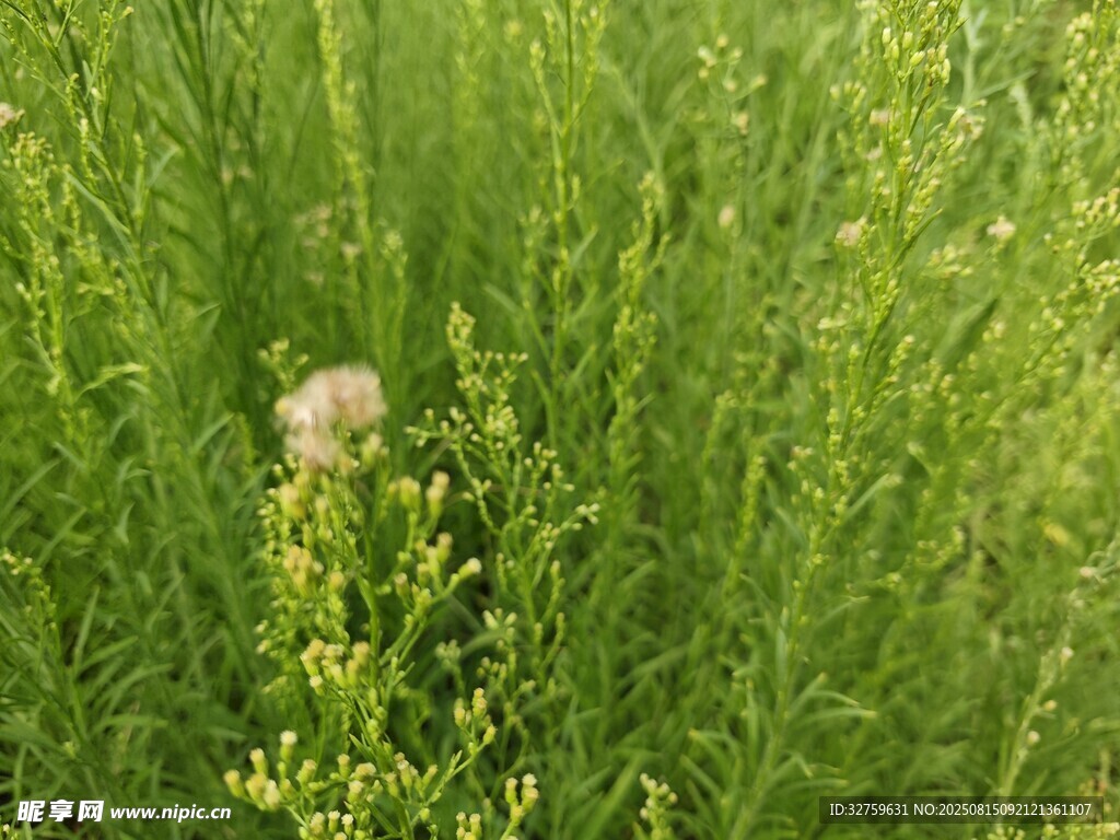 草叢中的粉色小花