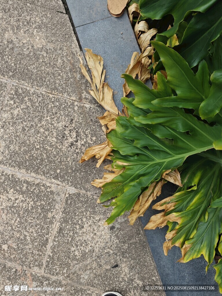 路邊枯黃綠葉植物特寫